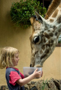children giraffe love