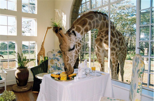 giraffe in Kenya giraffe love